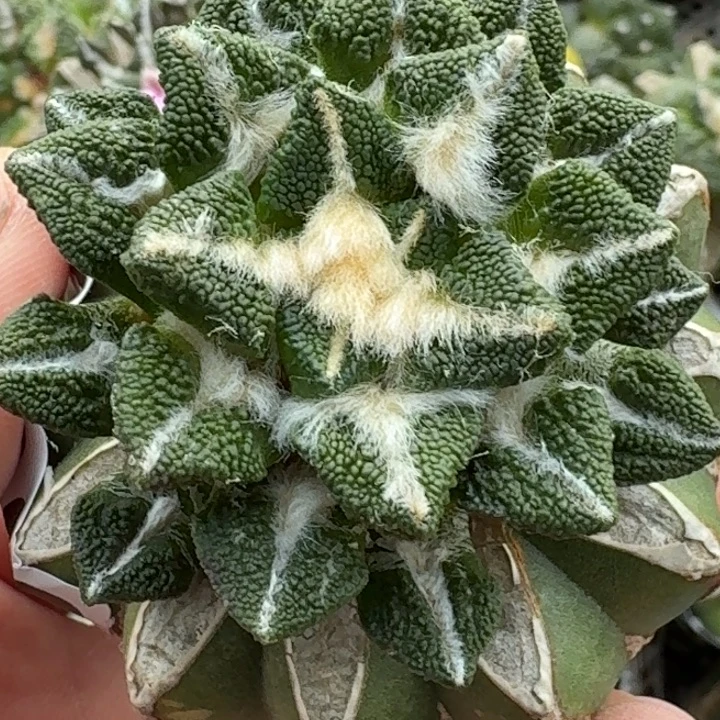 无花朵苗接大尤黑307