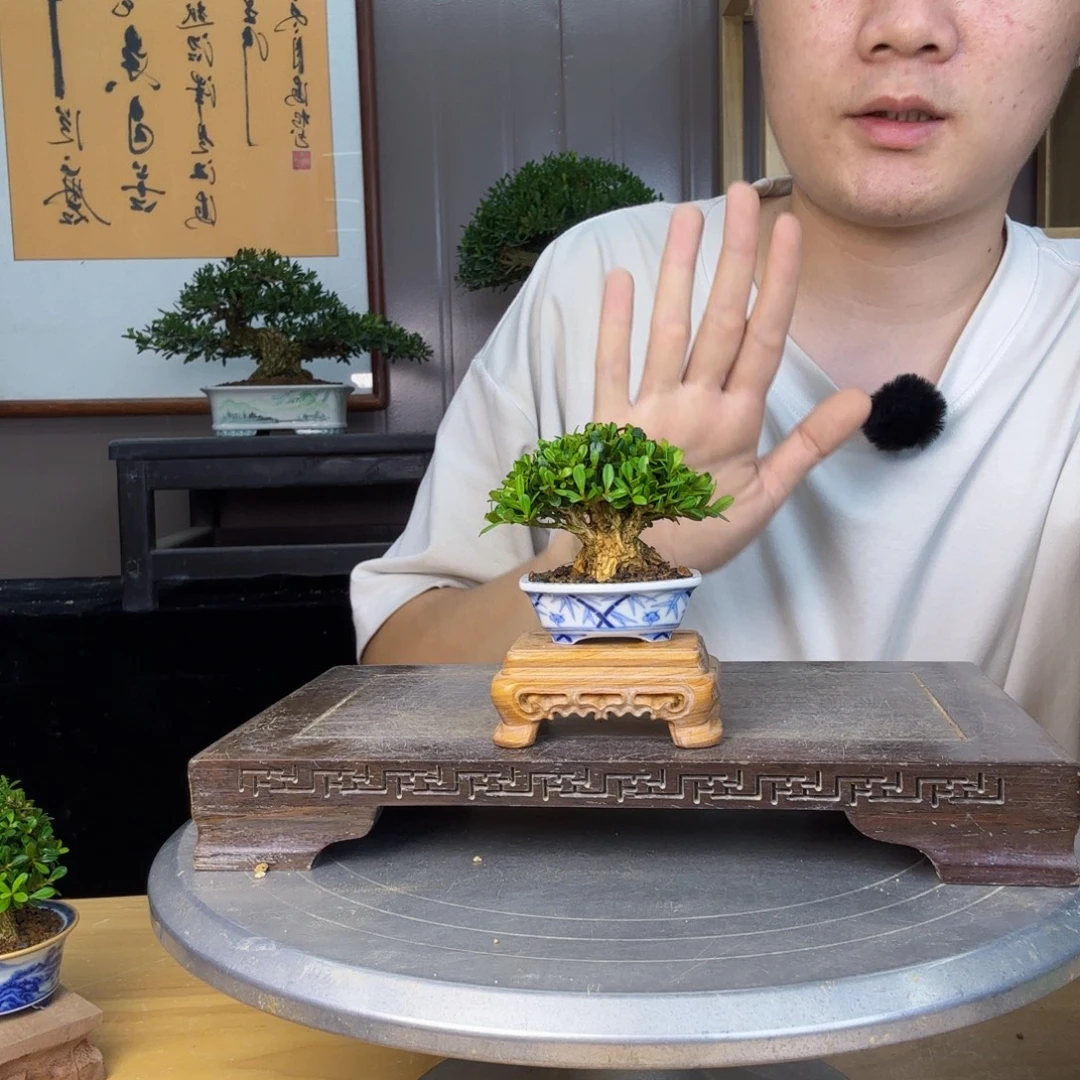 圆***方无花朵凤尾黄杨 黄杨盆景