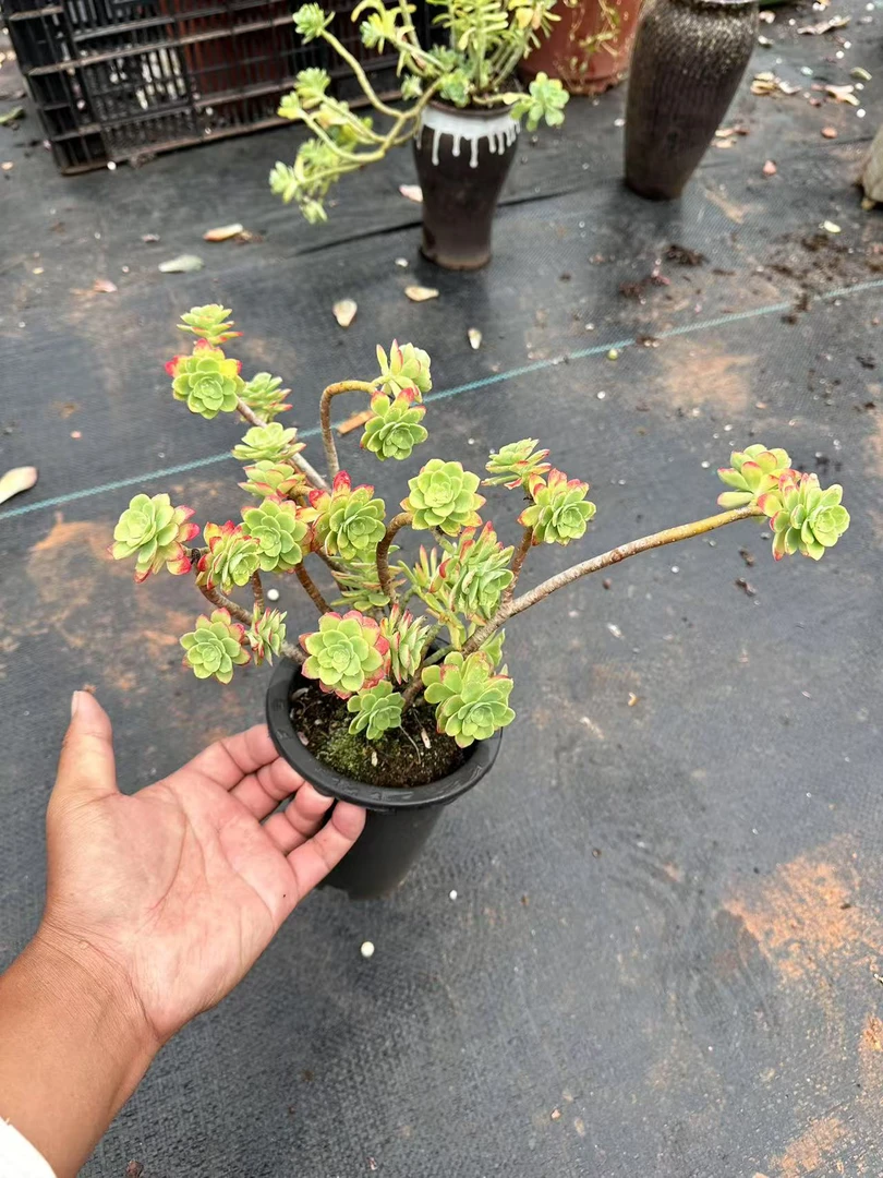 小盆薄化妆 精品多肉植物