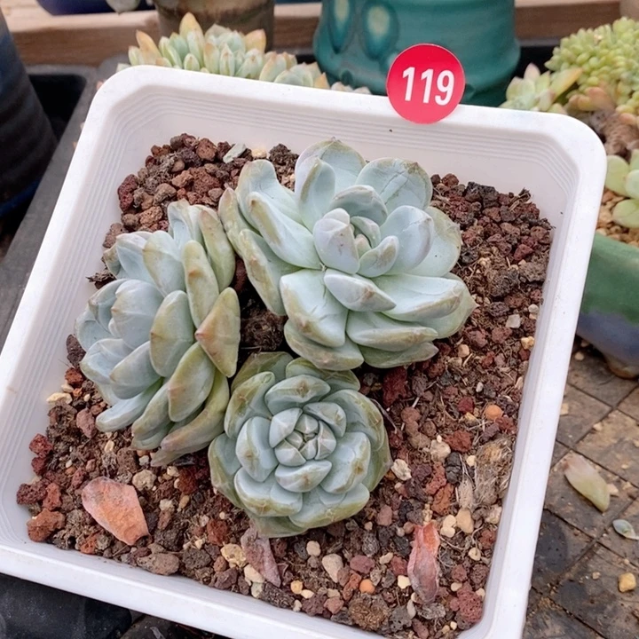 119 石榴籽突尼斯3头福利