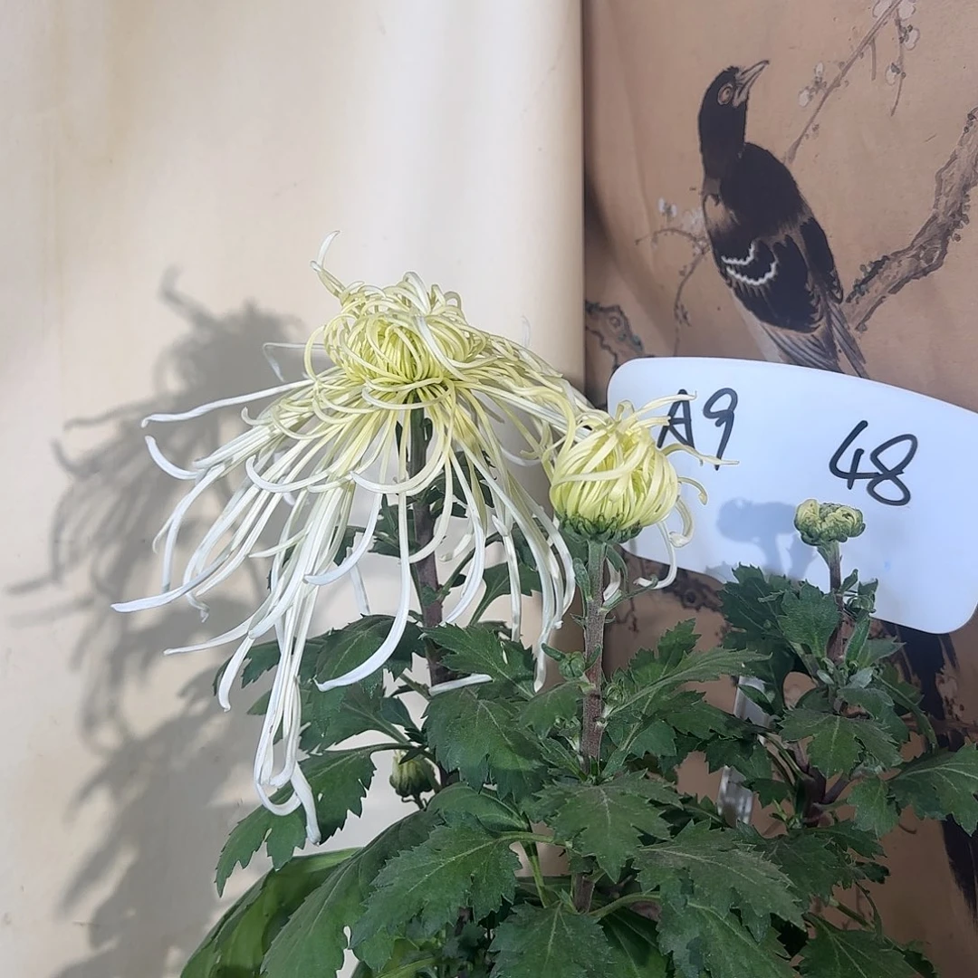 全部花朵A99999999