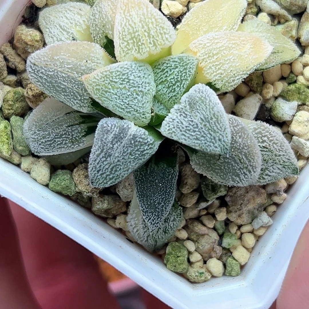 天鹅绒锦十二卷多肉