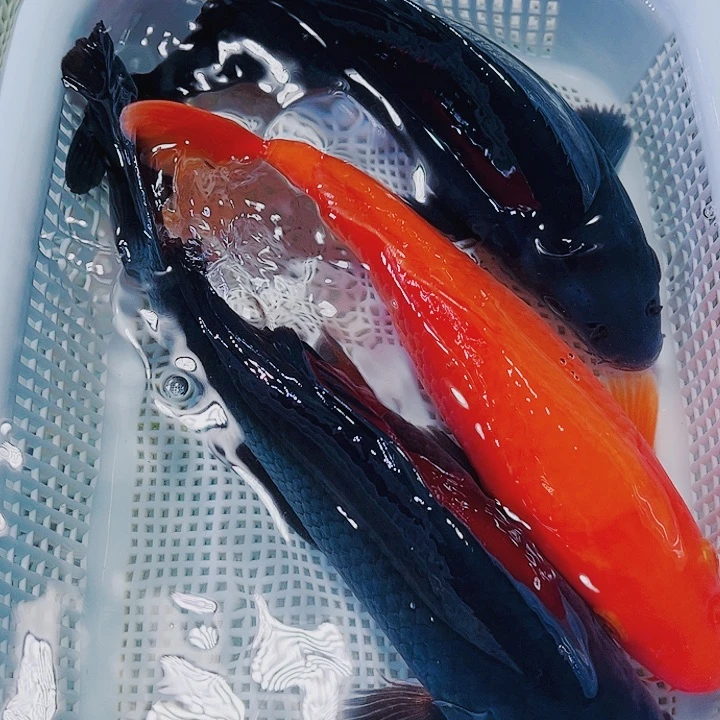 海水鱼锦鲤观赏鱼