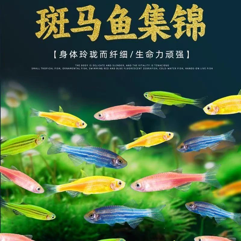 斑马鱼小型冷水观赏鱼淡水好养耐活适合新手可养