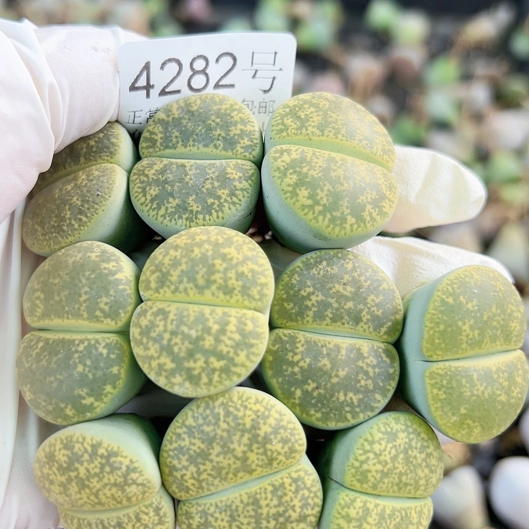 4282五年绿紫熏10个2.5cm左右
