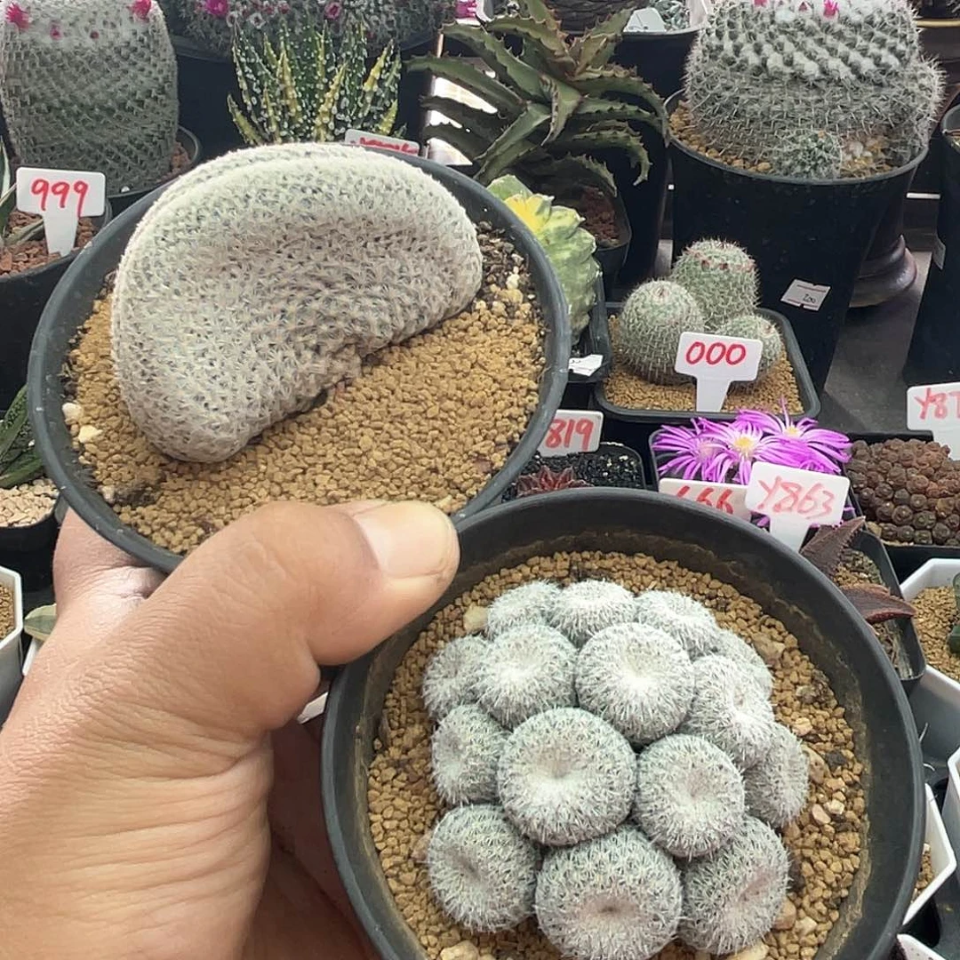 老*哥粉丝专拍仙人球多肉植物