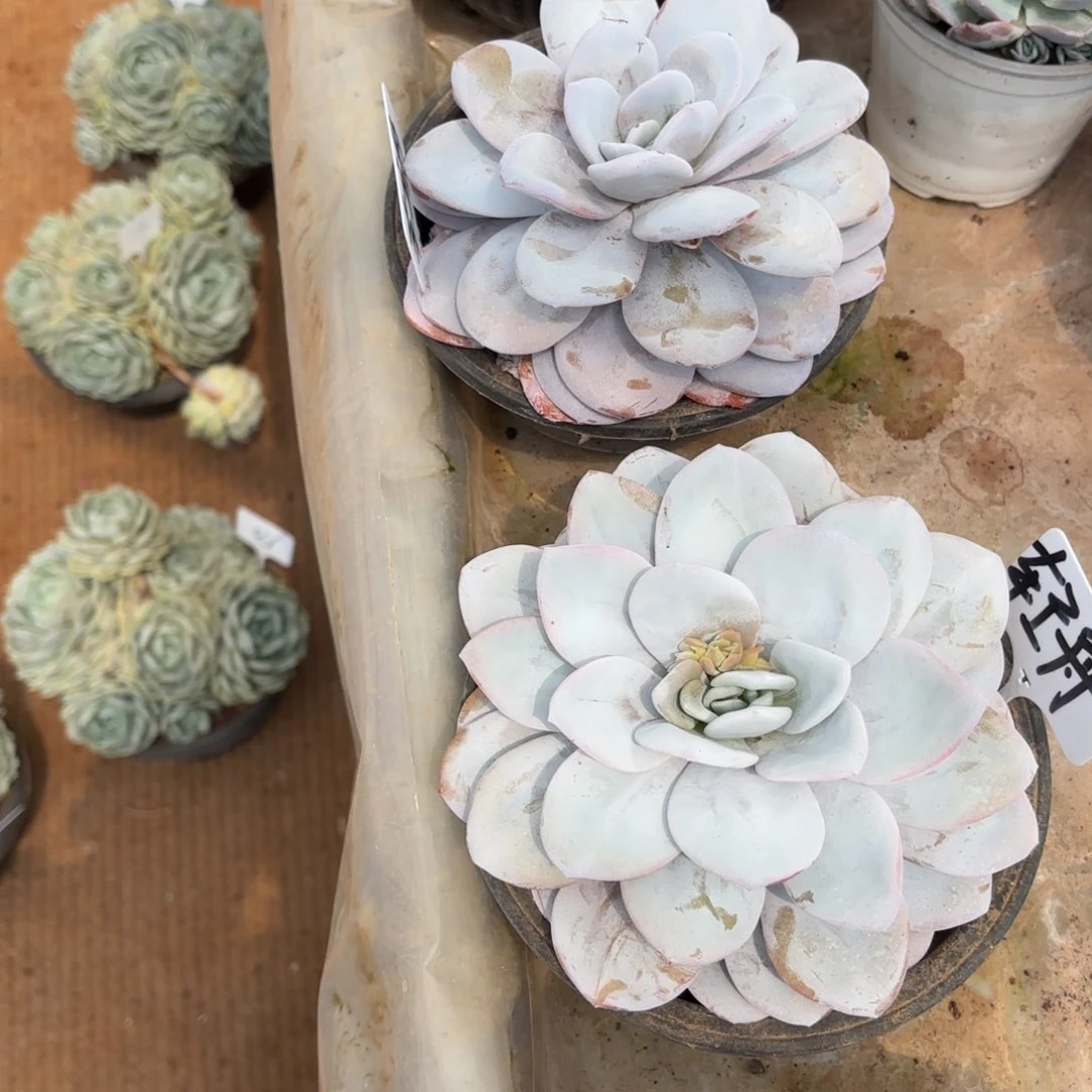 ?****?轻舟姐的两个雪莲好看