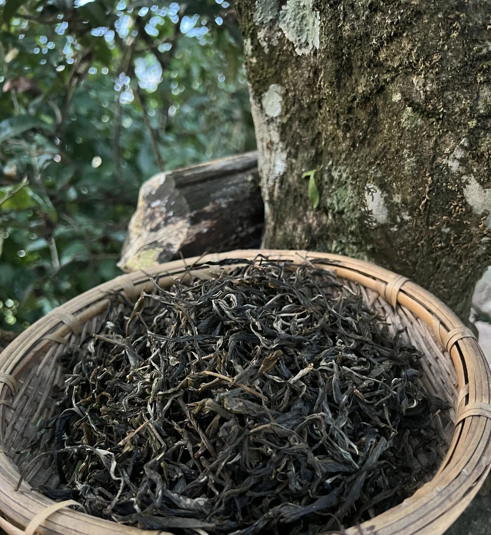 【窝托地古树茶】挂杯香、有岩韵、兰花香、茶汤细腻、店家特别推荐。