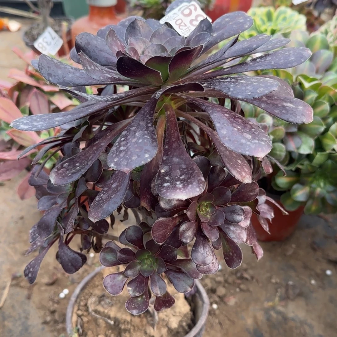 黑圆365满20包邮断枝不包