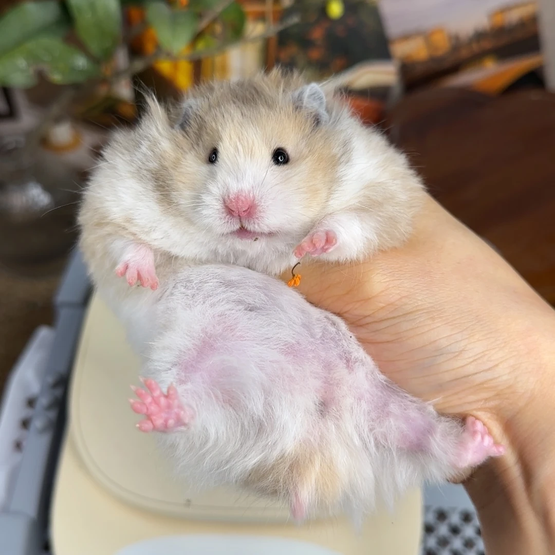 火波妹妹132g8.08