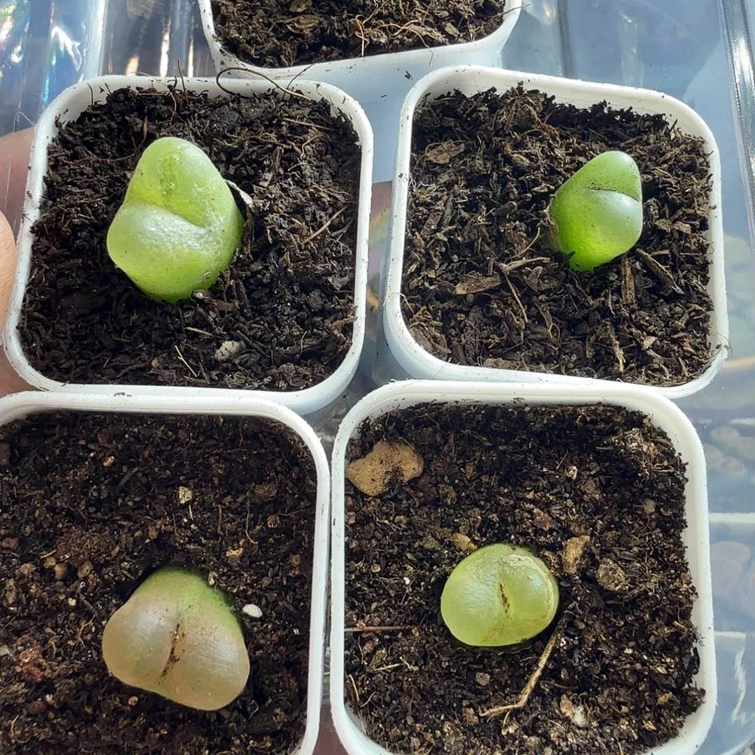 大***滴多肉葡萄的季节来178