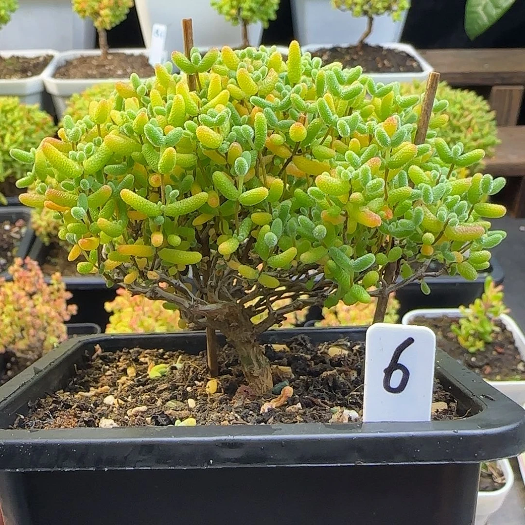 蜜橘糖球一物一拍