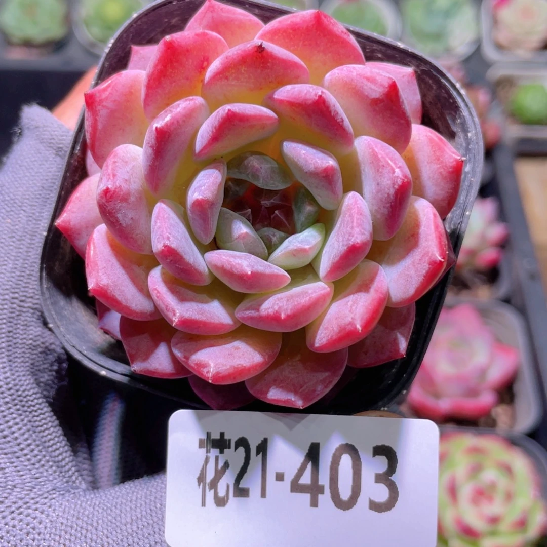 花利美21-403颜霜