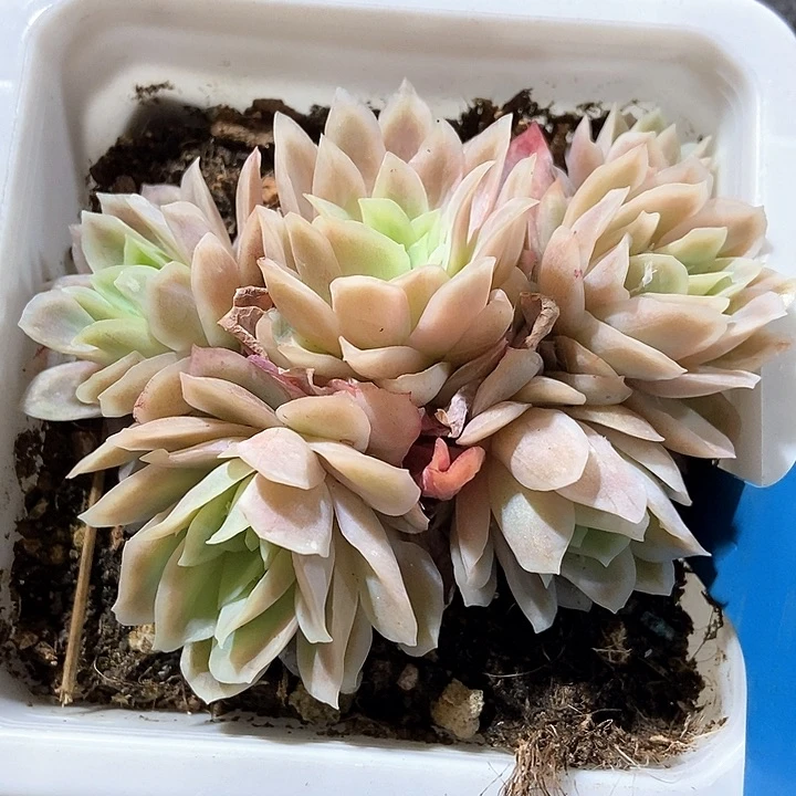 多肉植物冰片锦677