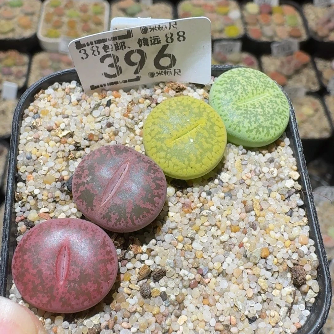 Ssss精品生石花396