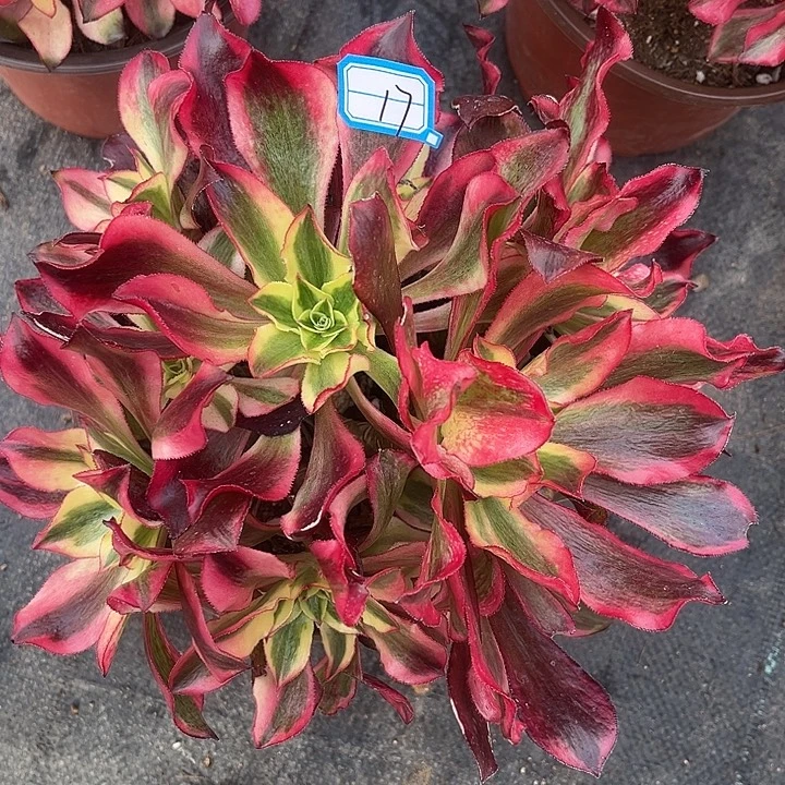 17魅影丛林法师多肉