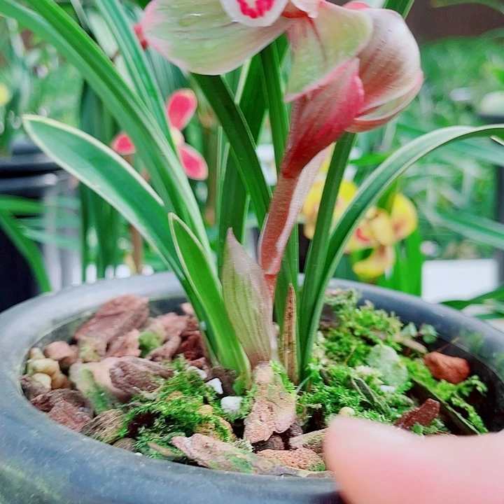 缘***完全开放一物一漂亮开花