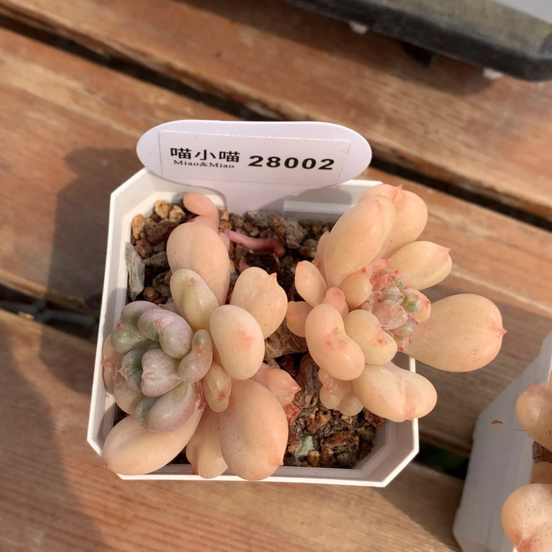 多肉植物景天肉肉