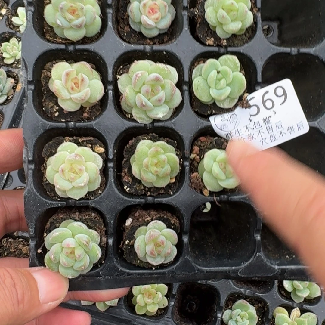 如图569号优选珍妮穴盘苗一组