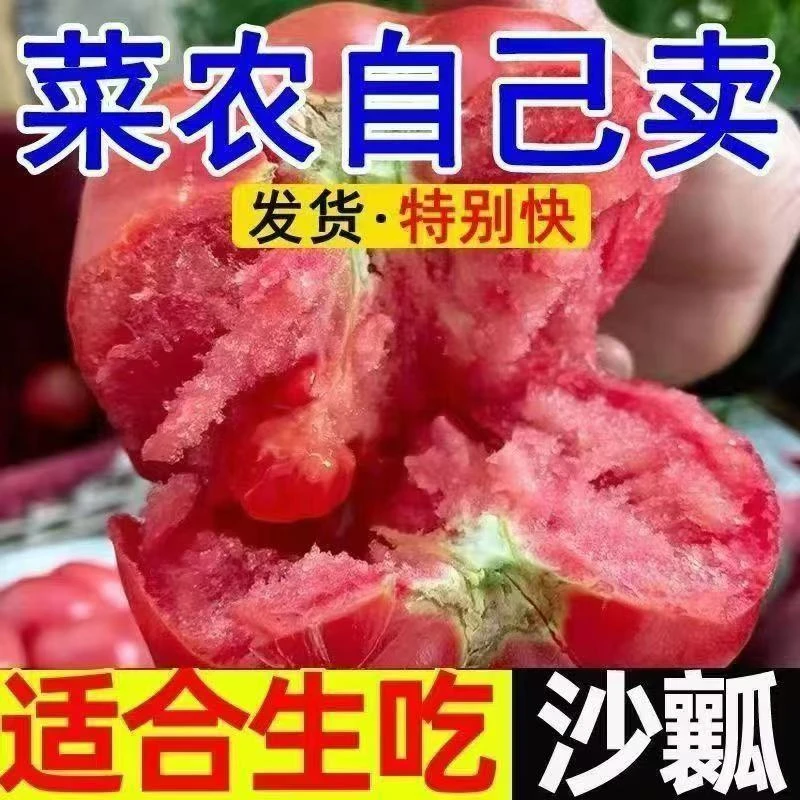云南高原沙瓤西红柿露天种植新鲜现摘自然蔬菜水果酸甜大番茄应季