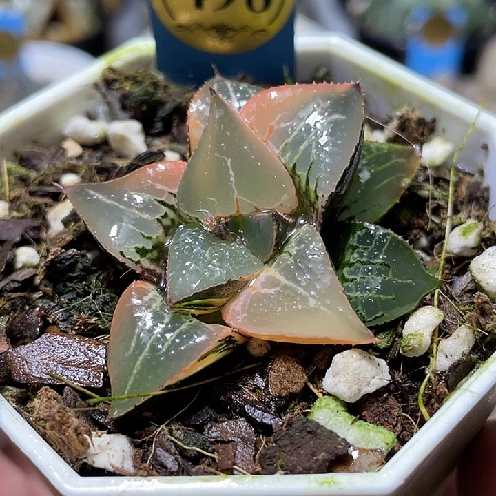 酒吞锦特选福利 一物