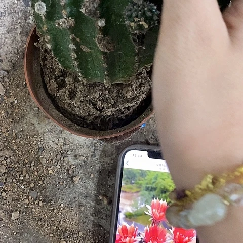 大单头红金刚，高10公分起左右