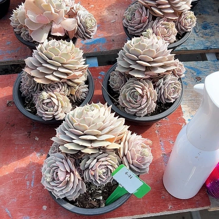 6.34露娜莲一个脱土