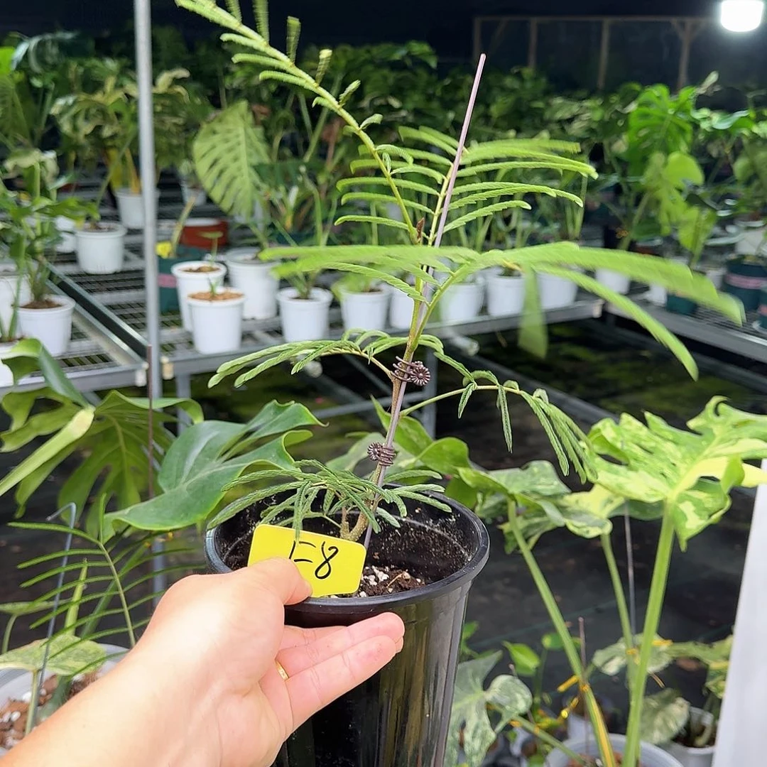 无花朵7**3猴子福利f8