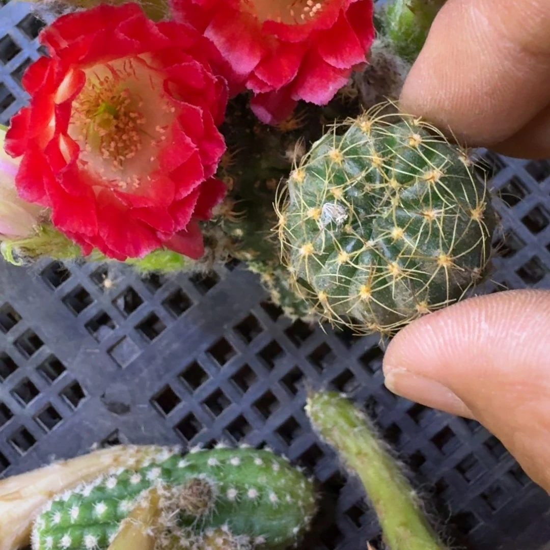 13丽花红舞裙歪3公分左右无根侧牙，20包邮