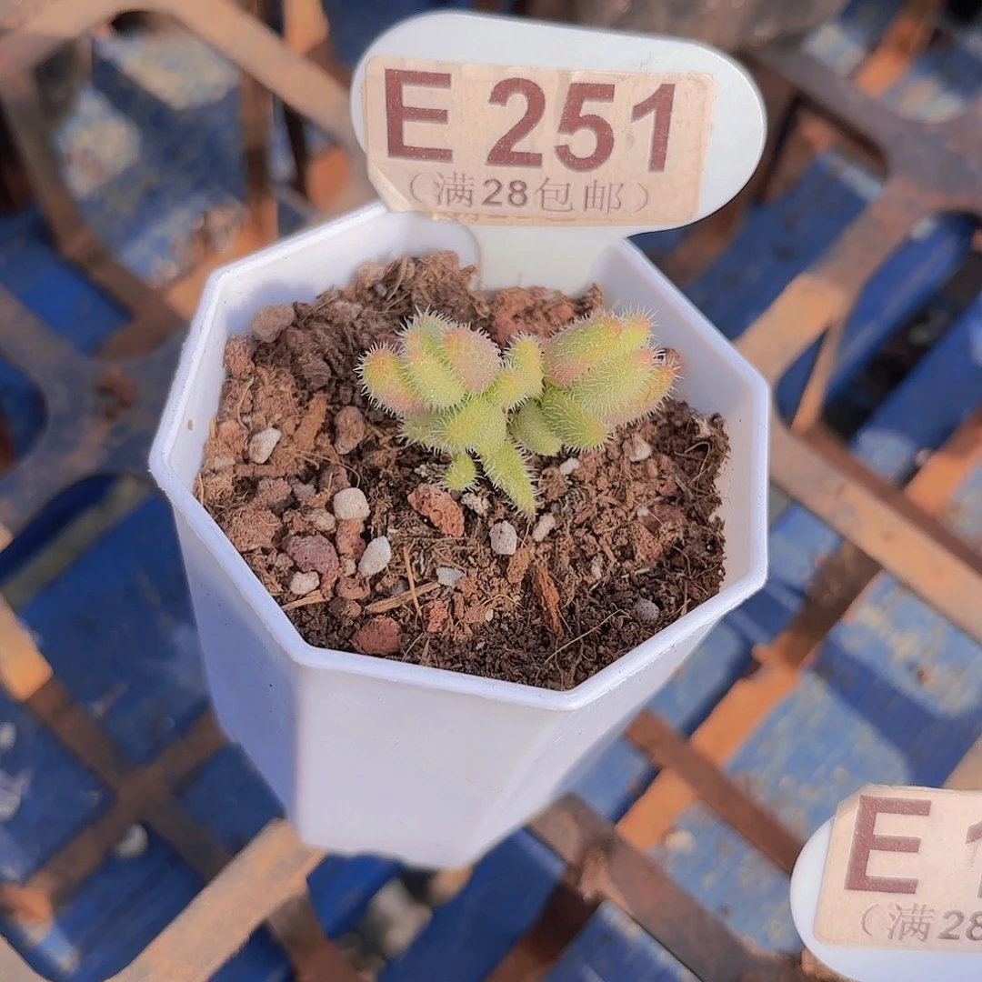 E251雷同锦一物一拍