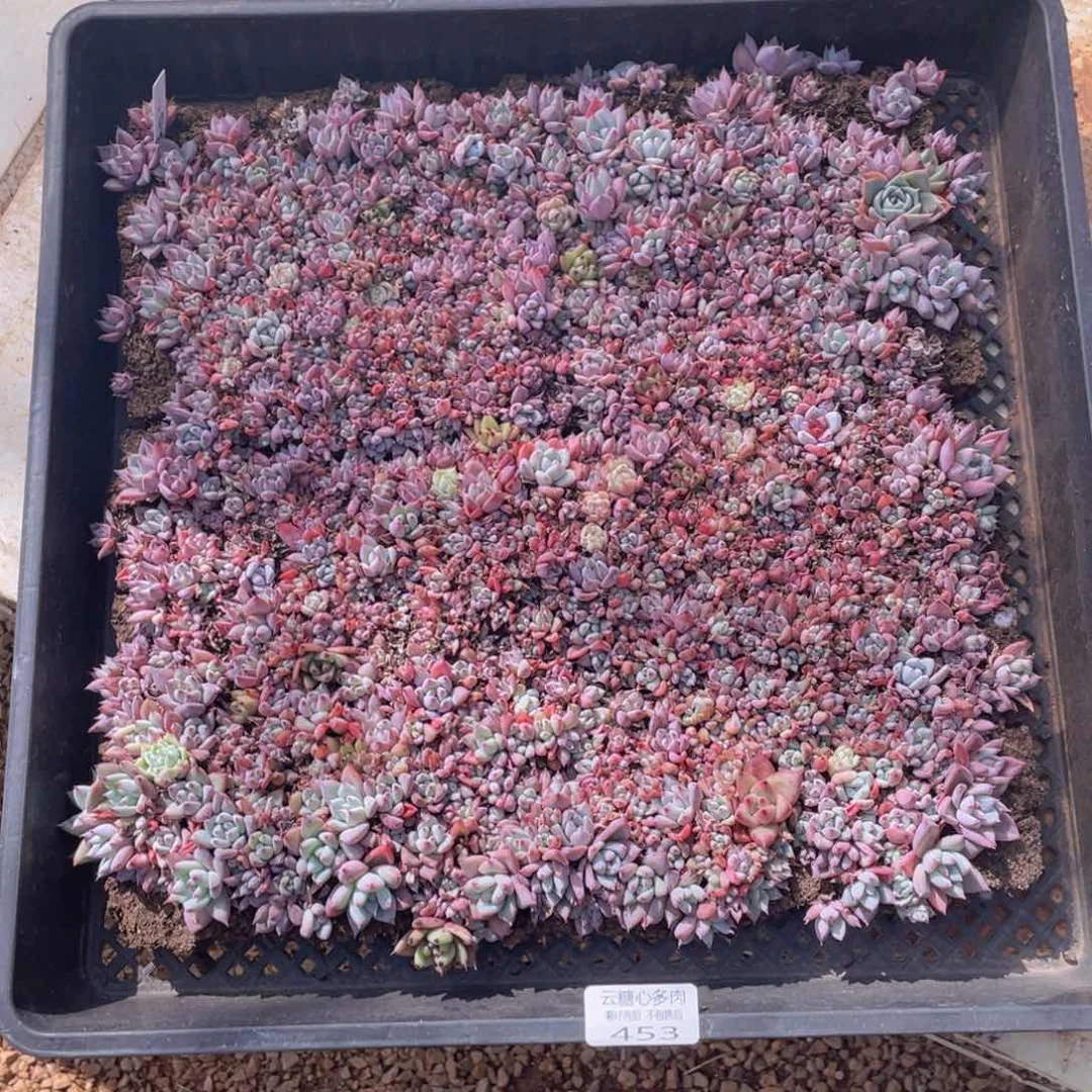 云糖心多肉植物453