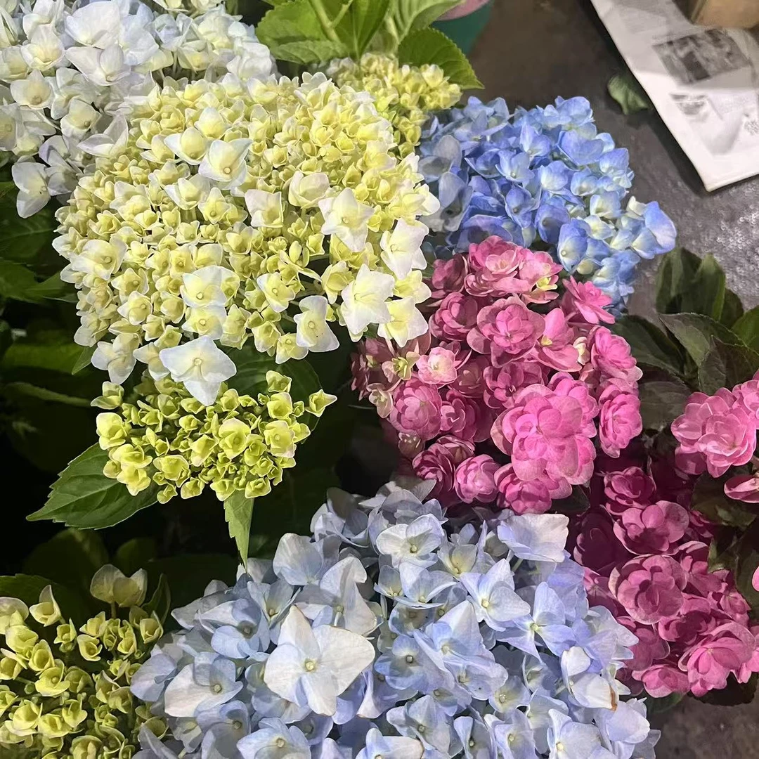 【组合装】一加仑  母亲节福利 云南露天种植绣球 易养活 阳台庭院