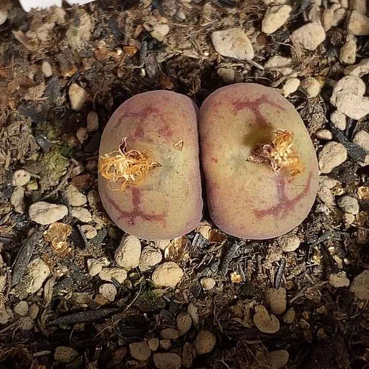 1229-168-）gggghhhh