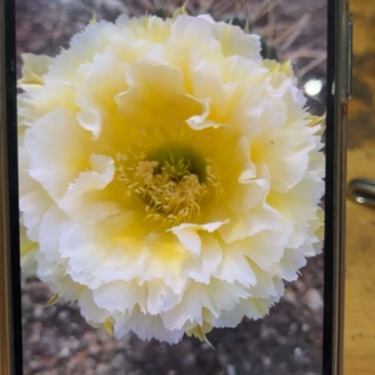 彩草黄牡丹4公分左右侧芽