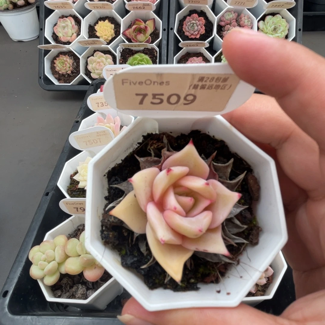 7509饺子皮4.0厘米