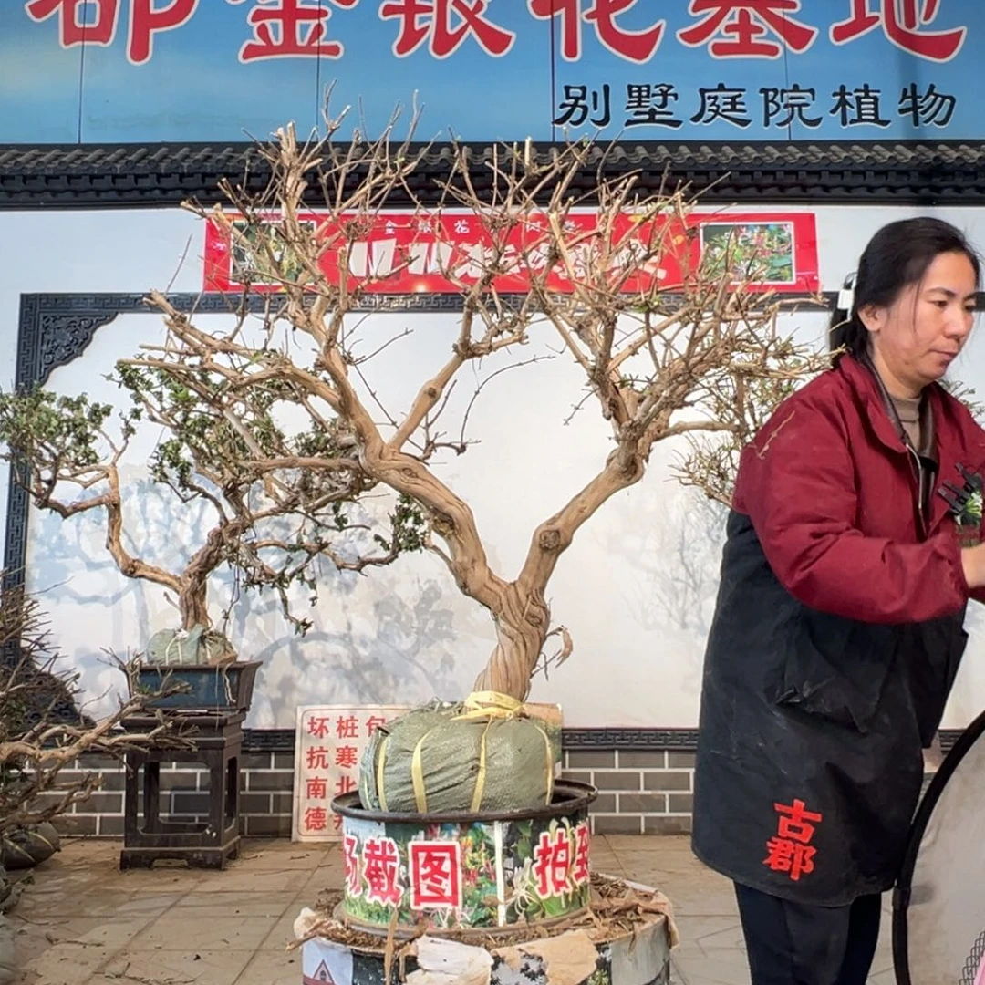 无花朵金银花66668888889