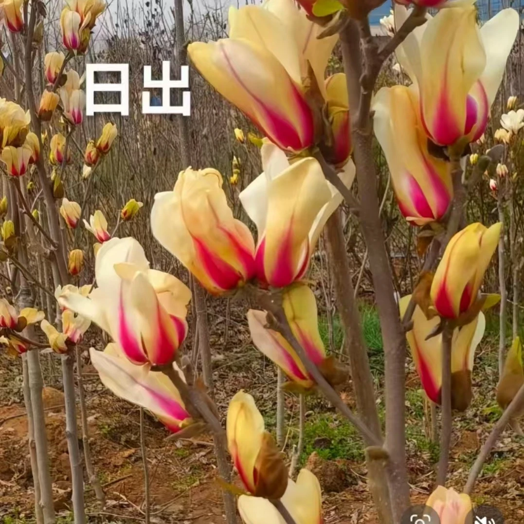 日出玉兰花苗带花苞南北方阳台庭院四季可种植花卉