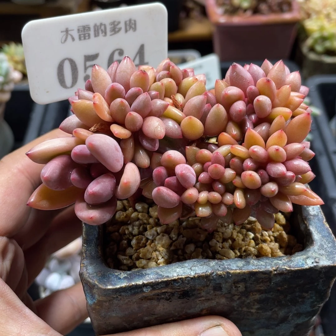 0564桃花源缀不带盆9厘米