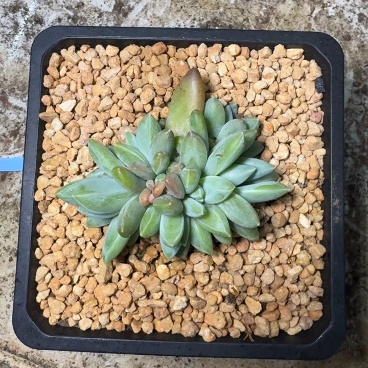 波光 群生  一物一拍