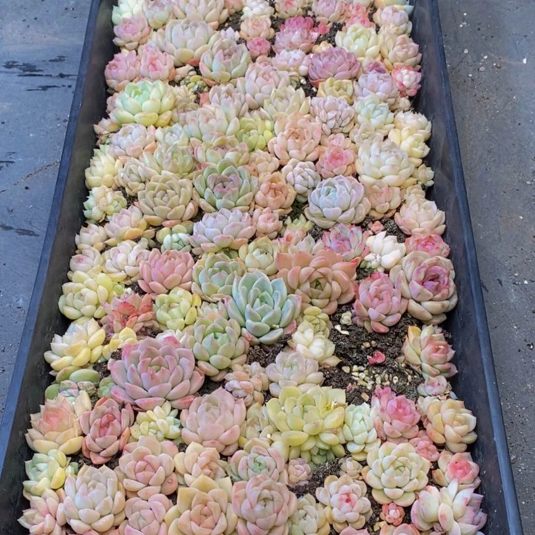 242多肉植物纤维蛋白含量