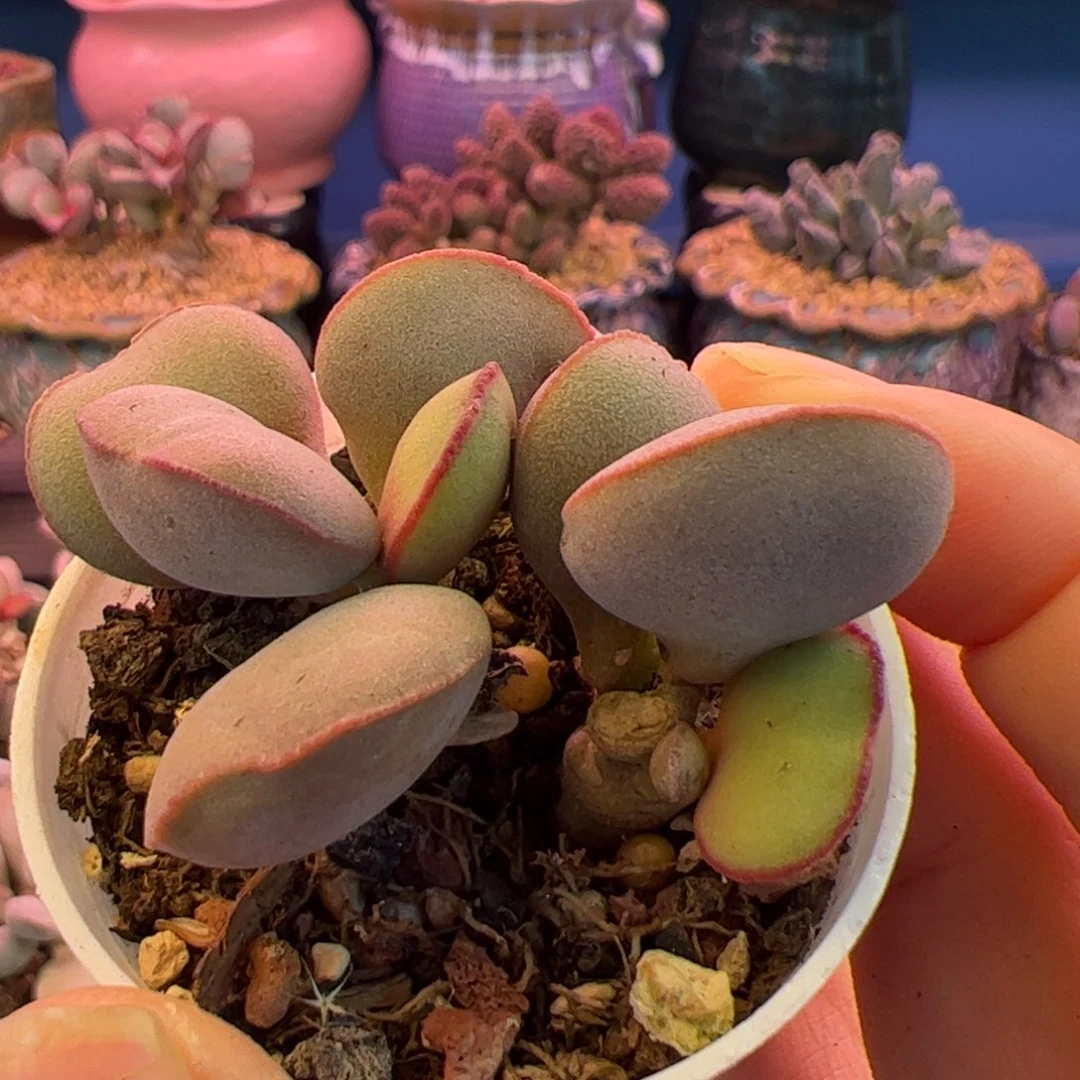 橘***海我们的生活方式是什么