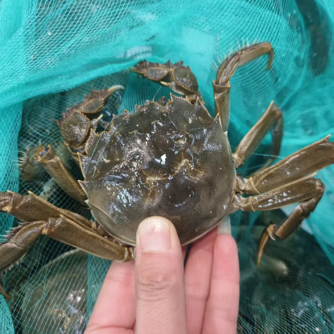 江苏大闸蟹【老笨海鲜】保鲜不保活！！！【公蟹3-4两/只】【母蟹1.5-3.5两/只】