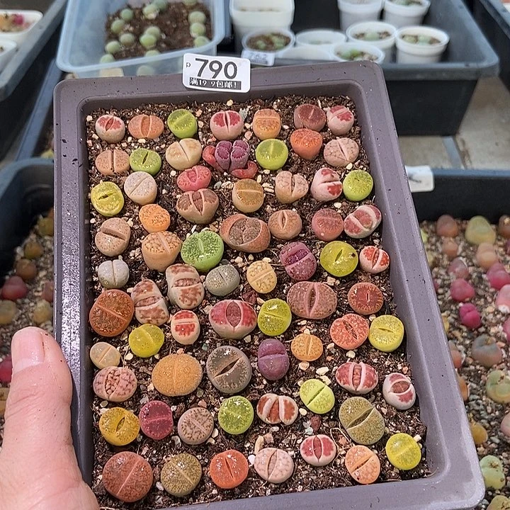 大舅生石生花肉锥790