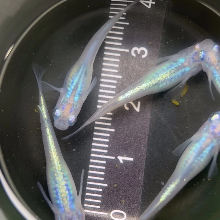 海水鱼水滴68号青鳉