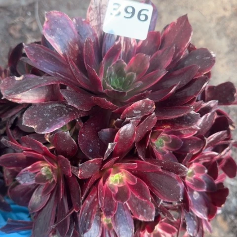 法师赤霞飞18-30