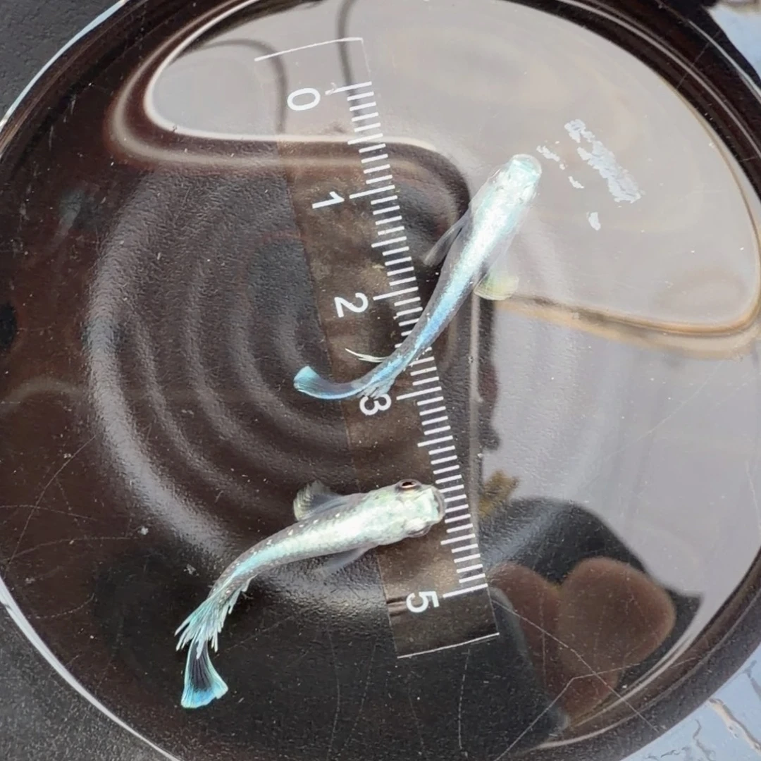 青鳉鱼观背青鳉54