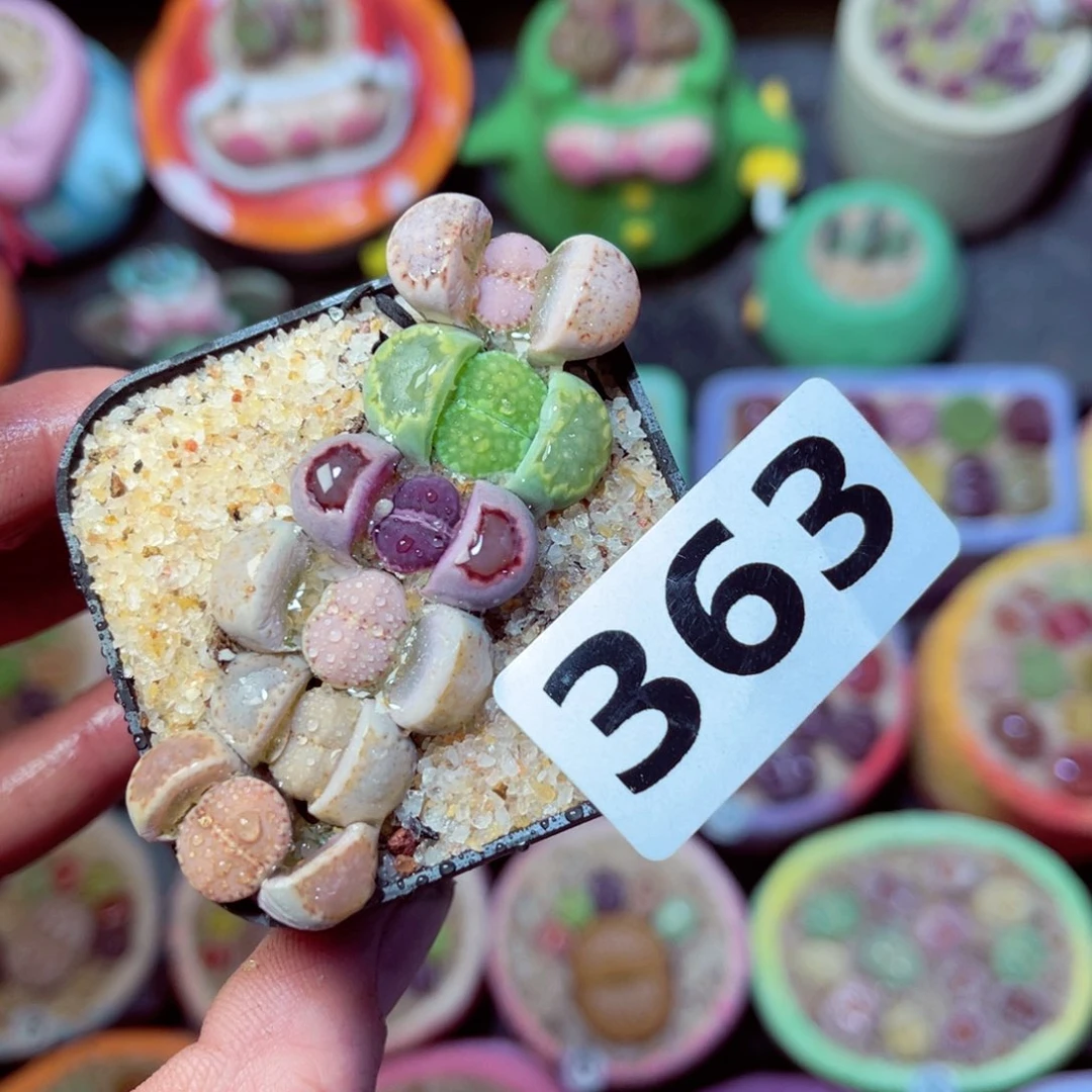 363生石花带盆发