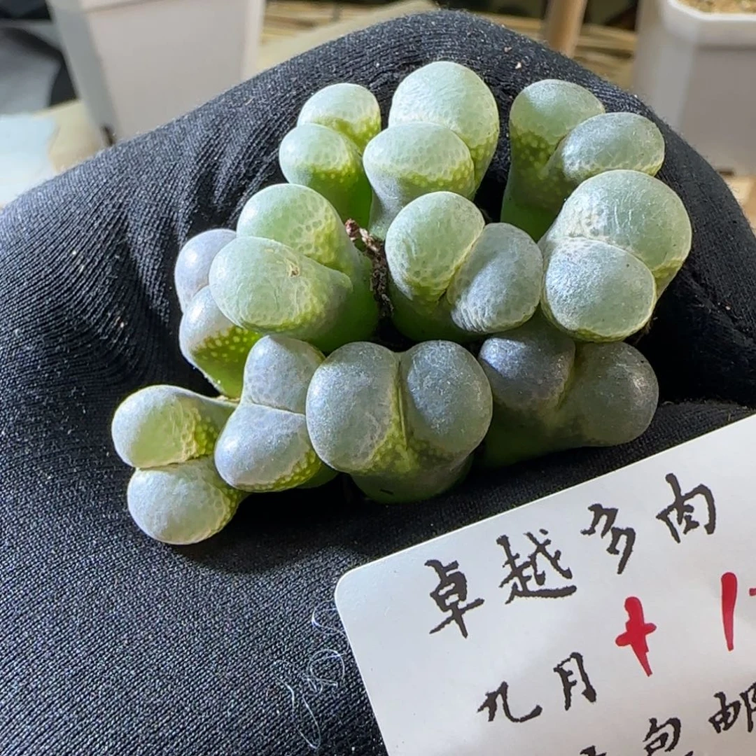 顺丰包邮一物一拍9.10-18
