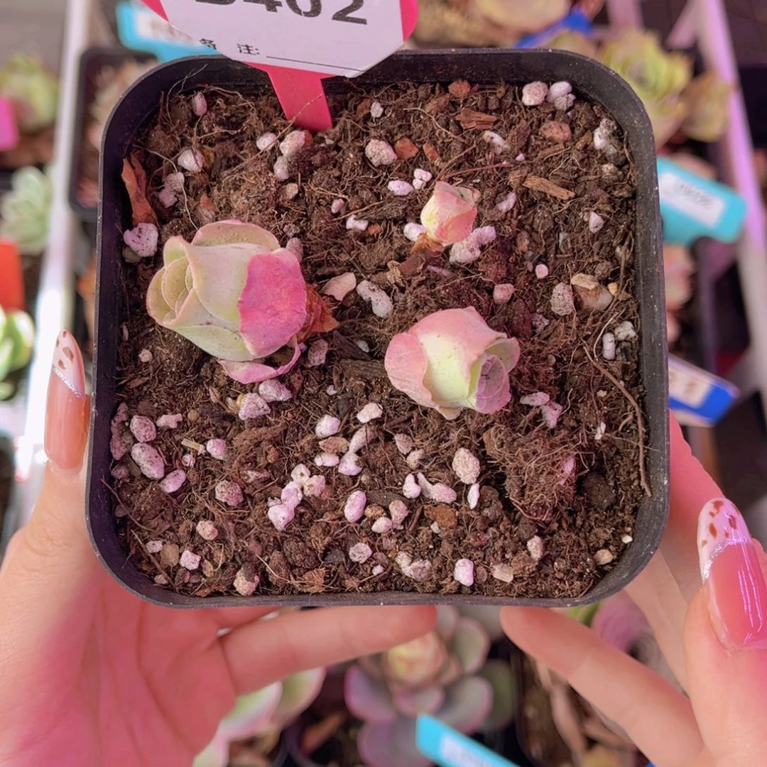 单品一物一拍402号