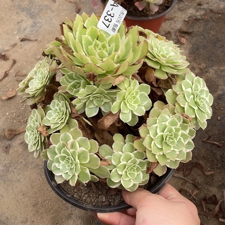 337万花筒多肉植物福利